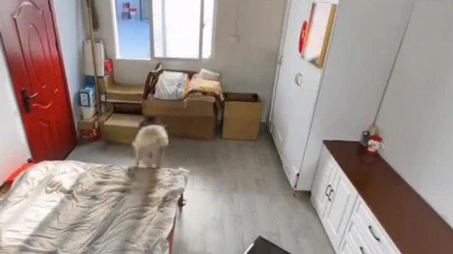 Smart Dog