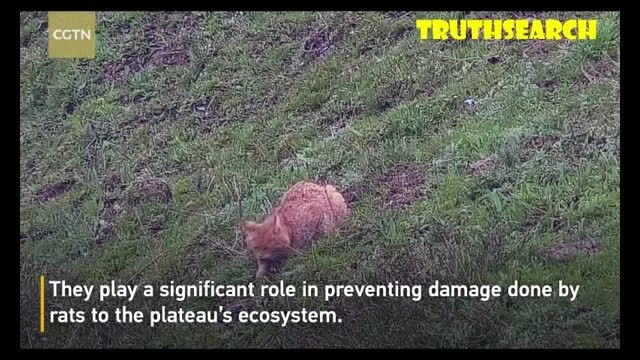 Rare footafe of the Chinese Mountain Cat