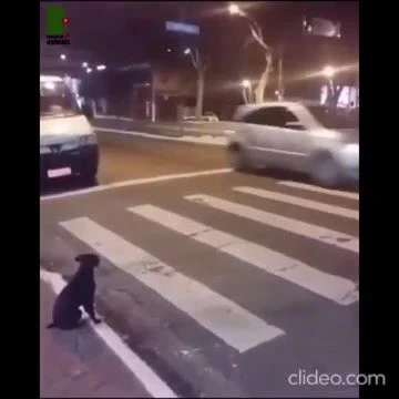 Dog says Humans Take Risks , I Wait For Green Light...