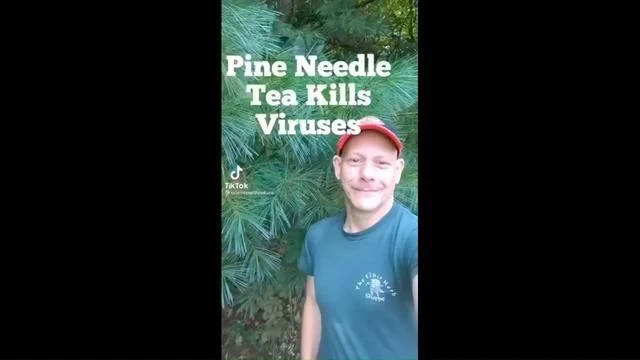 Pine Needle Tea Prevents Bloodclots & Inhibits Spike Proteins Connection to your Cell Ace2 Receptors