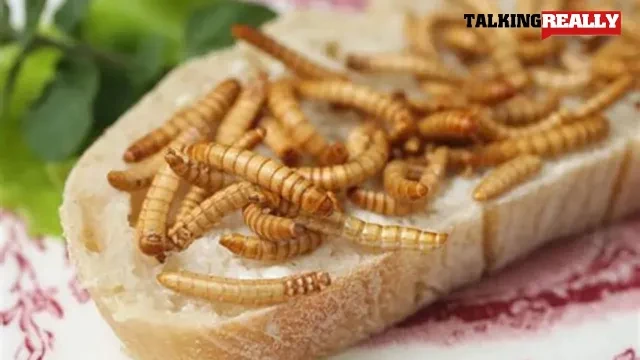 Crickets and Bugs in food (bread) | Talking Really Channel