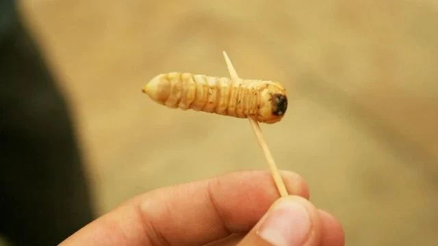 Traditional Māori Food - Huhu Grubs (Prionoplus Reticularis)