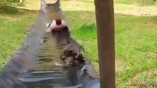 dog trys to help woman