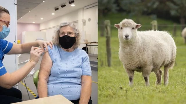 What's the difference between a SHEEP and a VACCINATED person?