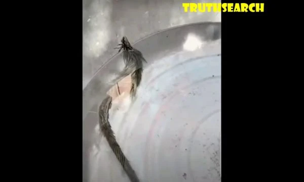 A real Water Dragon... or what is it? Check it out!