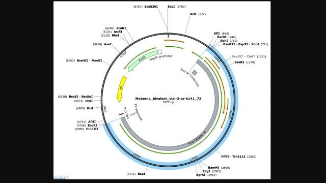 miR142-3P Binding Site Variant 3