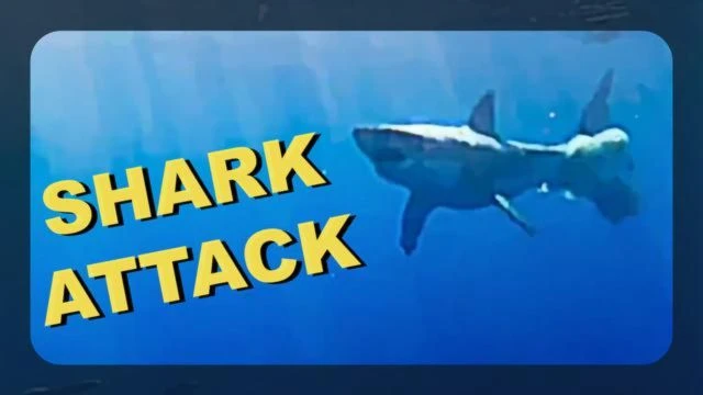 SHARK ATTACK