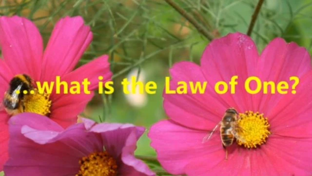 …what is the Law of One?