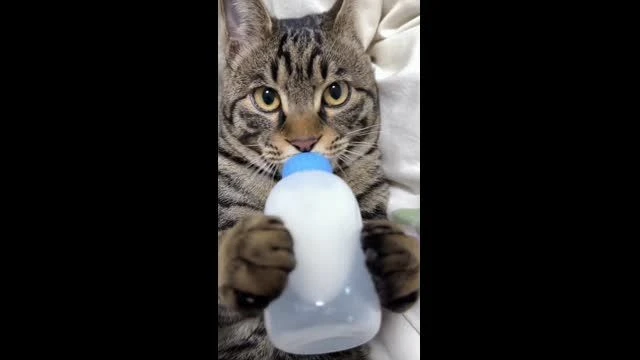 😹Cat Drinking From Bottle 🐈🍼😹😹