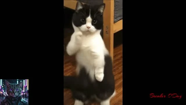 Cats Dancing To The Hamster Dance Song