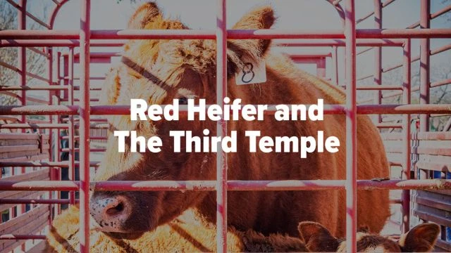 Red Heifer Ceremony - Book Of Numbers