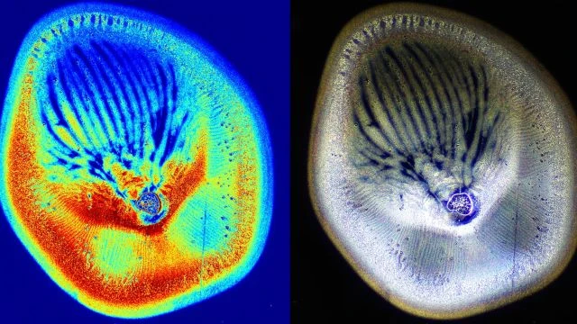 Karl C. Verifies His Darkfield Microscopy Using ChatGTP