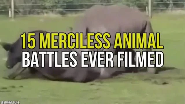 The 15 TOP Most Merciless Animal Battles Ever Filmed! - WATCH!