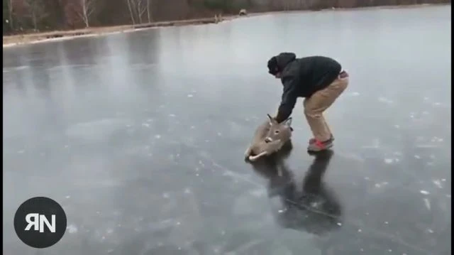 Hold my BEER! - Ill Save that DEER! - DEER RESCUE ON ICE!