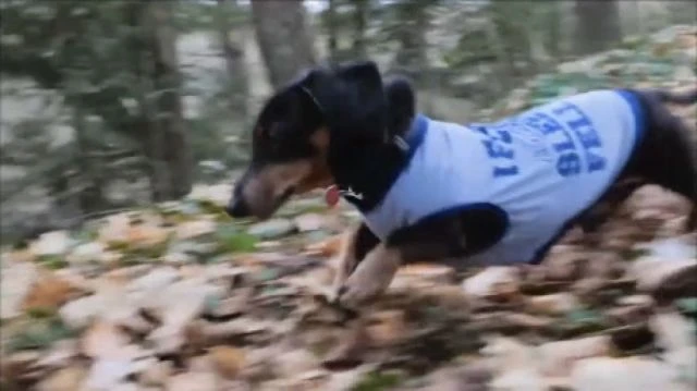 Sausage jog in the forest video with a tune Sound