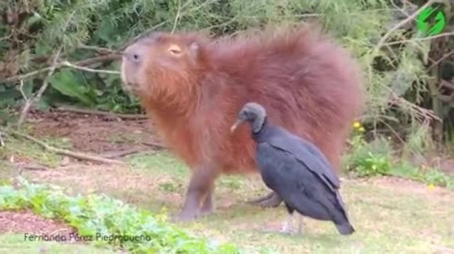 Everybody LOVES the Capybara! And the Capybara LOVES Everyone!