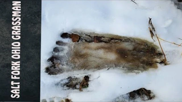 Bigfoot Prints in the snow   Salt Fork Ohio Grassman